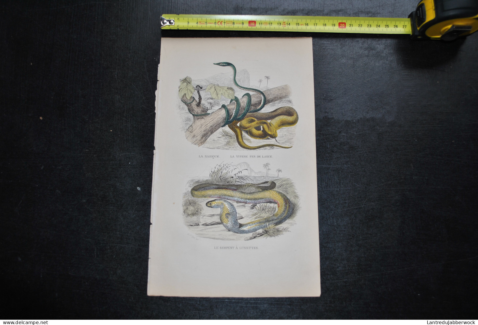 Gravure Couleurs (27,5 X 18) Buffon XIXè La Nasique La Vipère Fer De Lance Le Serpent à Lunettes Serpentes Ophidien - Estampes & Gravures