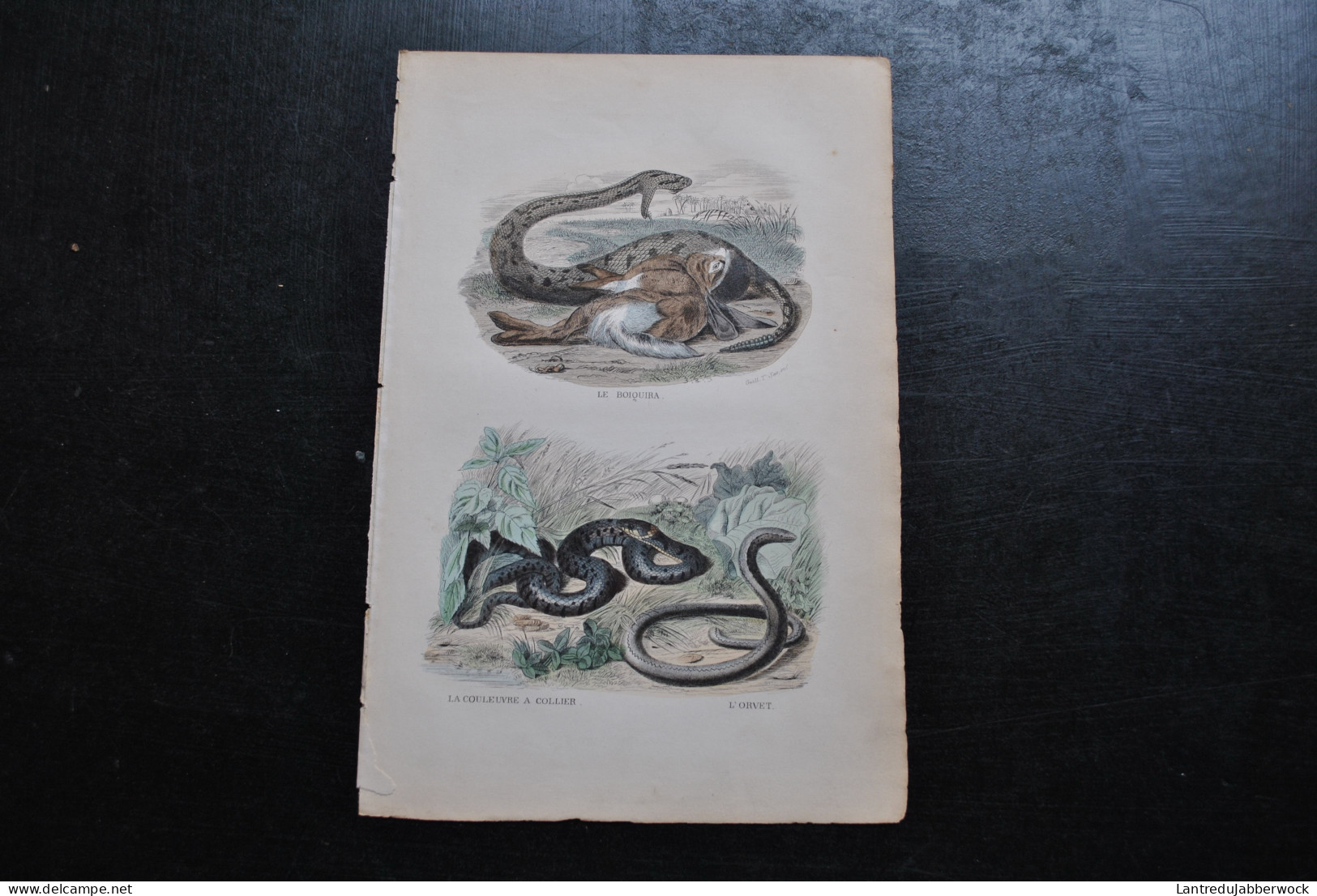 Gravure Couleurs (27,5 X 18) Buffon XIXè Le Boiquira La Couleuvre à Collier L'orvet Serpent Serpentes Ophidien - Estampes & Gravures