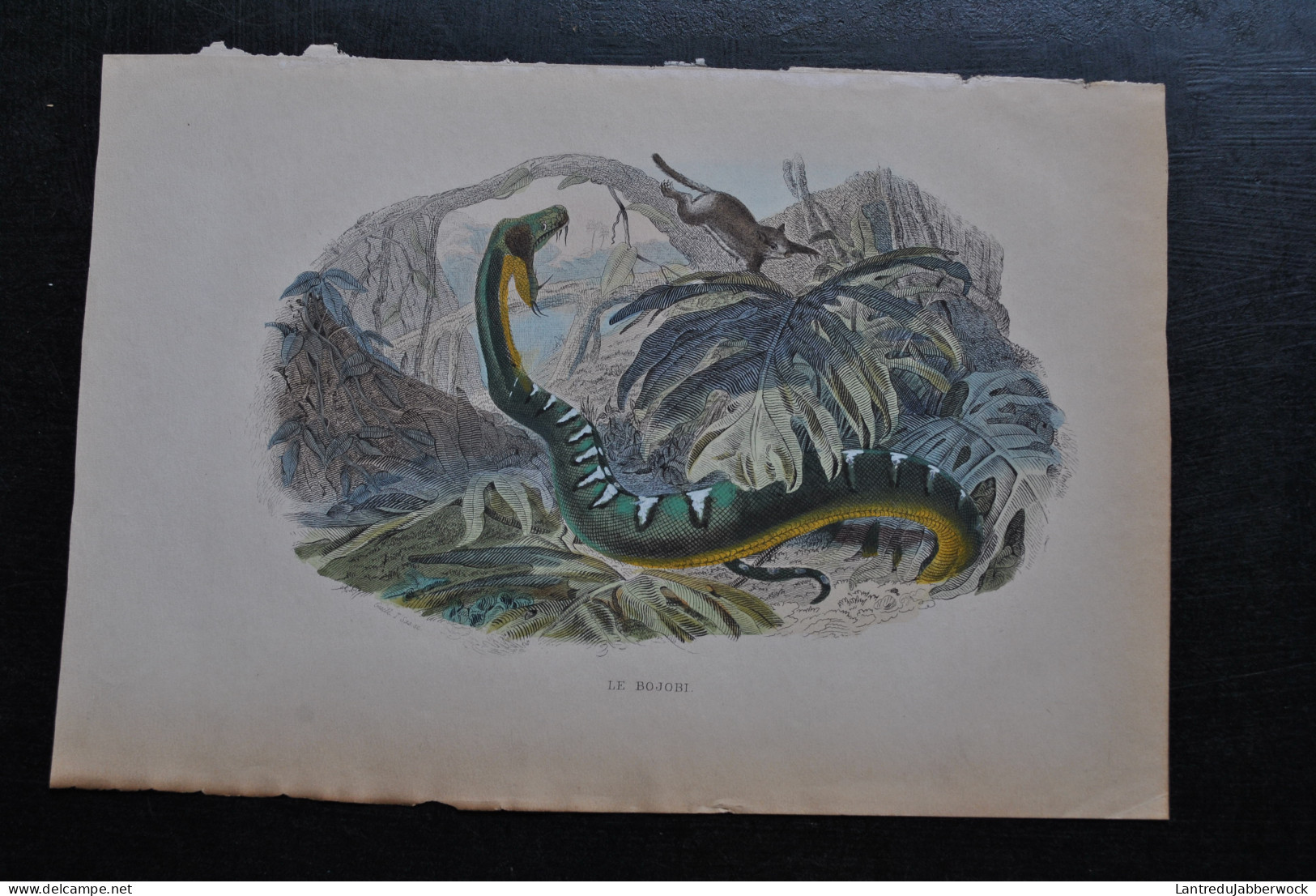 Gravure Couleurs (27,5 X 18) Buffon XIXè Le Bojobi Serpent Serpentes Ophidien Snake Boa - Estampes & Gravures