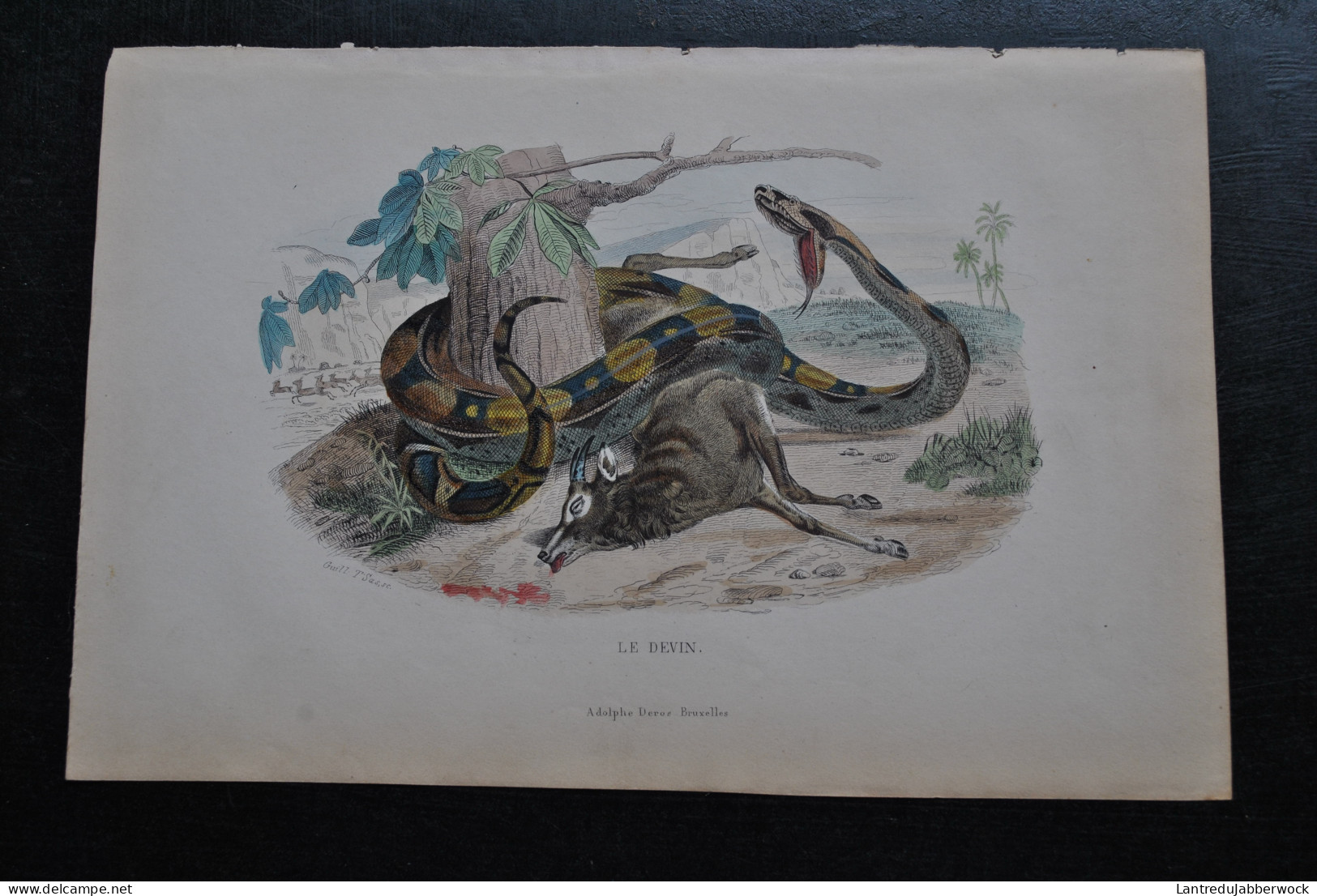 Gravure Couleurs (27,5 X 18) Buffon XIXè Le Devin Scène Animée Serpent Serpentes Boa Adolphe Deros Bruxelles Ophidien - Estampes & Gravures