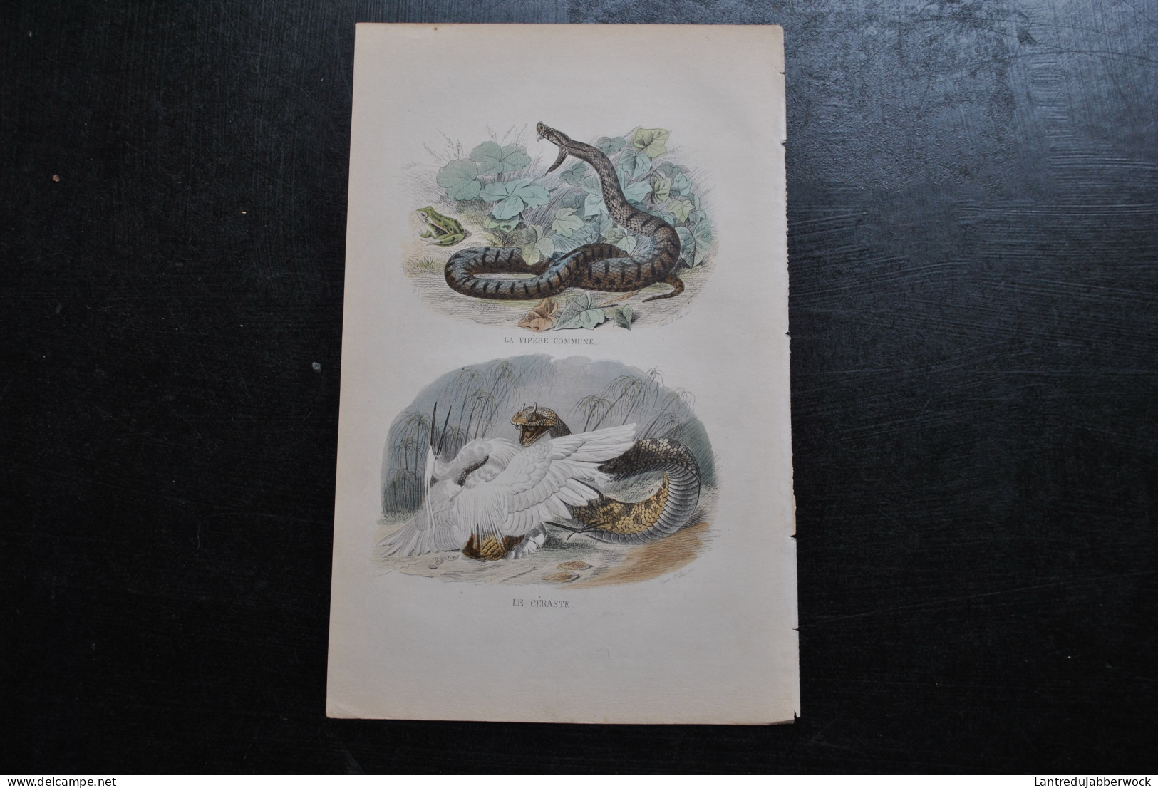 Gravure Couleurs (27,5 X 18) Buffon XIXè La Vipère Commune Le Céraste Serpent Serpentes Ophidien - Estampes & Gravures