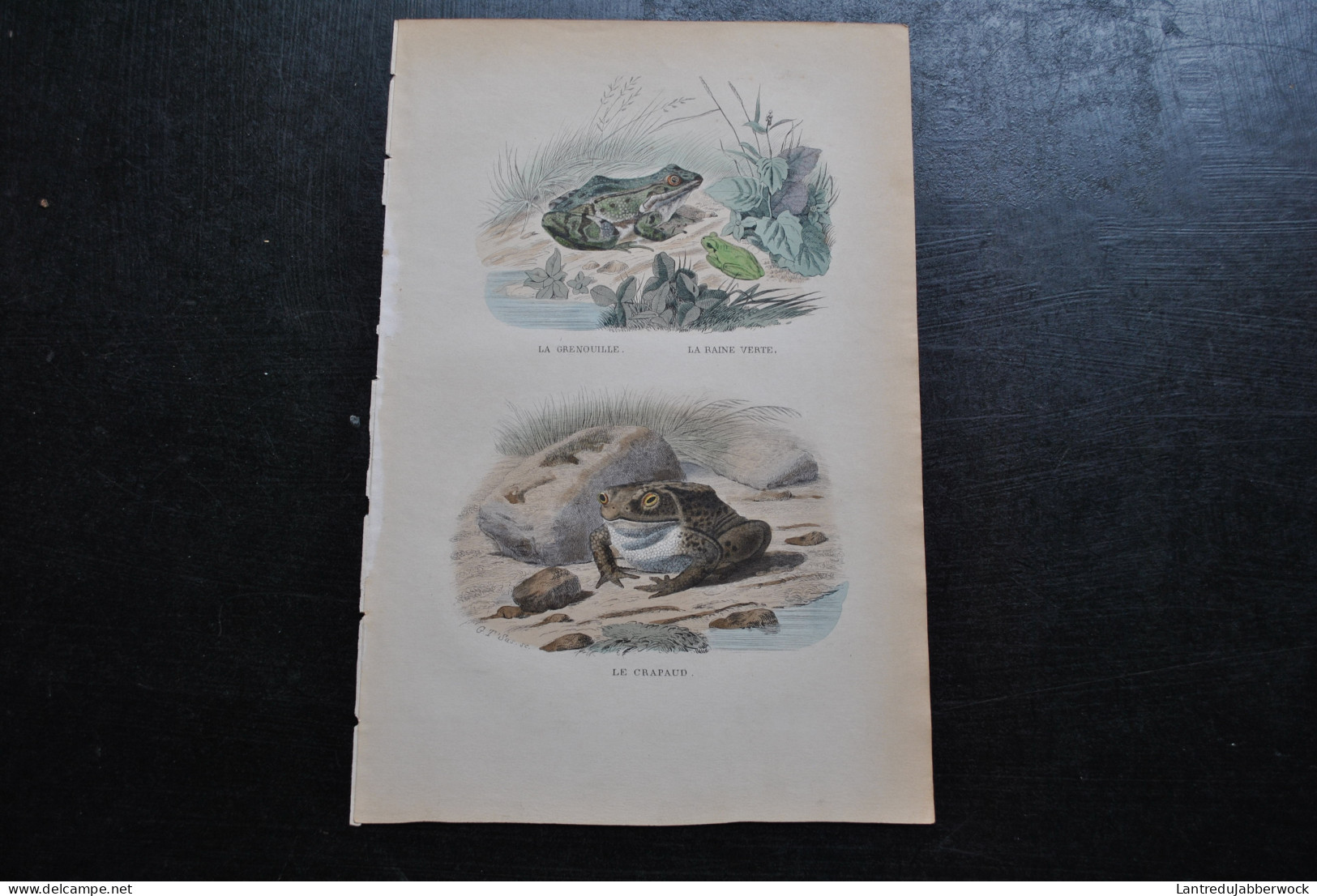 Gravure Couleurs (27,5 X 18) Buffon XIXè La Grenouille La Raine Verte Le Crapaud Batracien Amphibien Rana - Estampes & Gravures