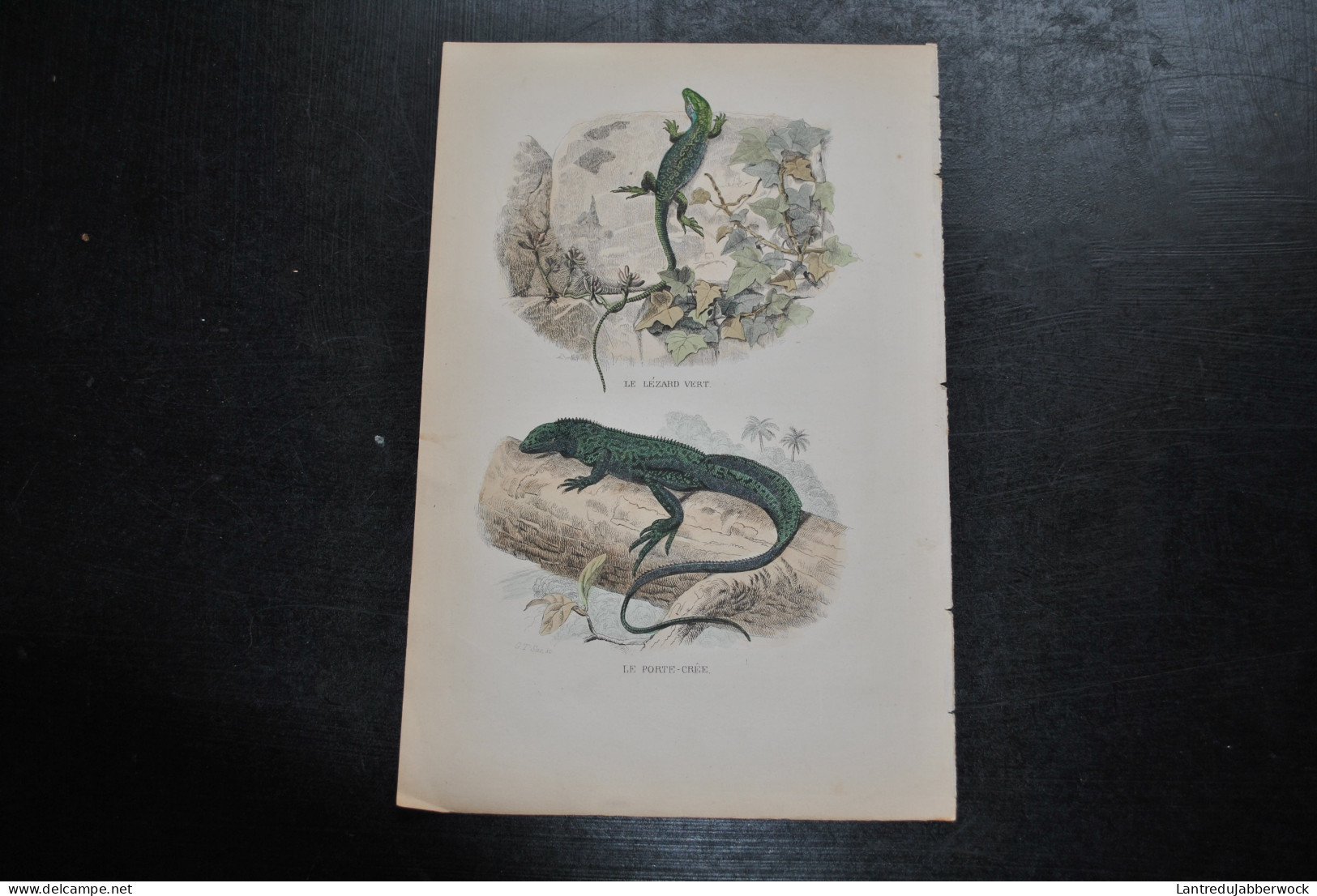 Gravure Couleurs (27,5 X 18) Buffon XIXè Le Lézard Vert Le Porte-crée Batracien Amphibien Reptile T'sas - Estampes & Gravures