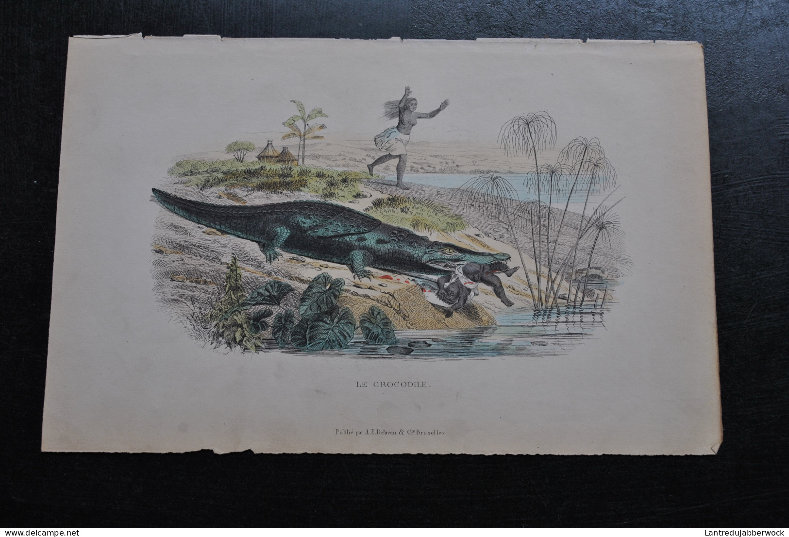 Gravure Couleurs (27,5 X 18) Buffon XIXè Le Crocodile Dévorant Un Enfant Scène Animée Hutte Batracien Amphibien Delavau - Estampes & Gravures