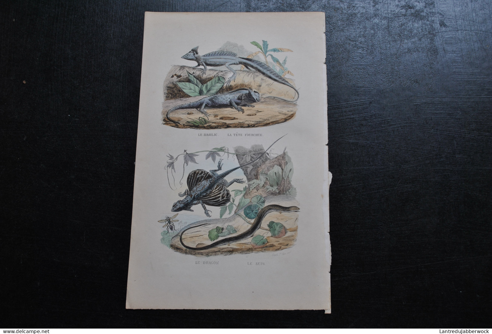 Gravure Couleurs (27,5 X 18) Buffon XIXè Le Basilic La Tête Fourchue Le Dragon Seps Batracien Amphibien Reptile Lézard - Estampes & Gravures