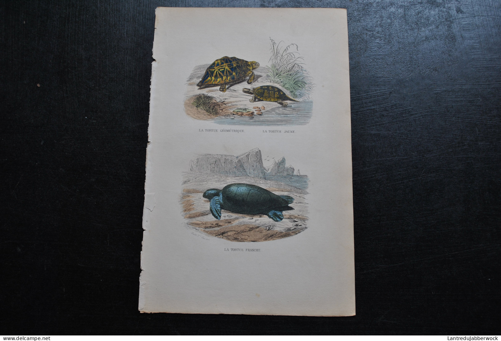 Gravure Couleurs (27,5 X 18) Buffon XIXè La Tortue Géométrique La Tortue Jaune La Tortue Franche Amphibien Reptile  - Estampes & Gravures