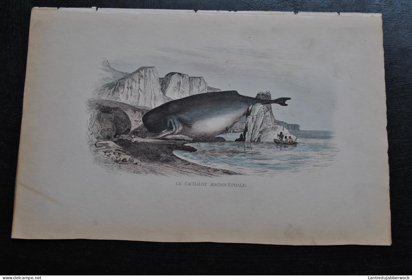 Gravure Couleurs (27,5 X 18) Buffon XIXè Le Cachalot Macrocéphale échoué Sur Une Plage Scène Animée Bord De Mer Baleine - Estampes & Gravures