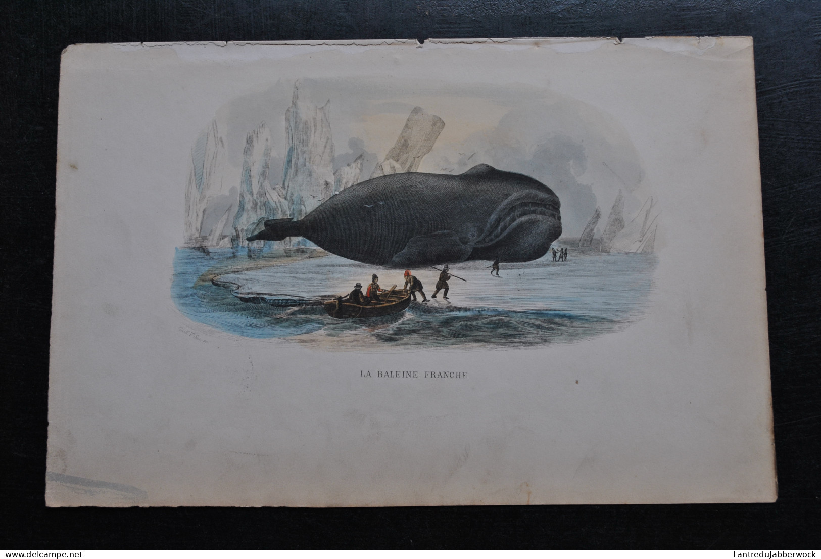 Gravure Couleurs (27,5 X 18) Buffon XIXè La Baleine Franche échouée Sur La Plage Scène Animée Bord De Mer Océan Cétacé - Estampes & Gravures