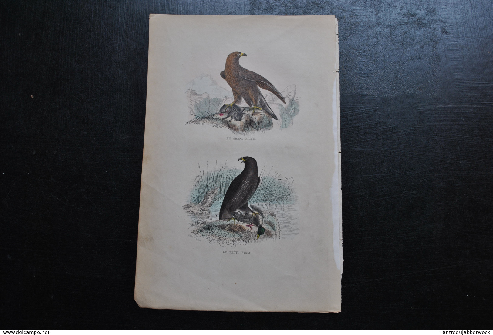 Gravure Couleurs (27,5 X 18 Cm) Buffon XIXè Le Grand Et Le Petit Aigle Oiseau Rapace Canard Lapin Chasse - Estampes & Gravures