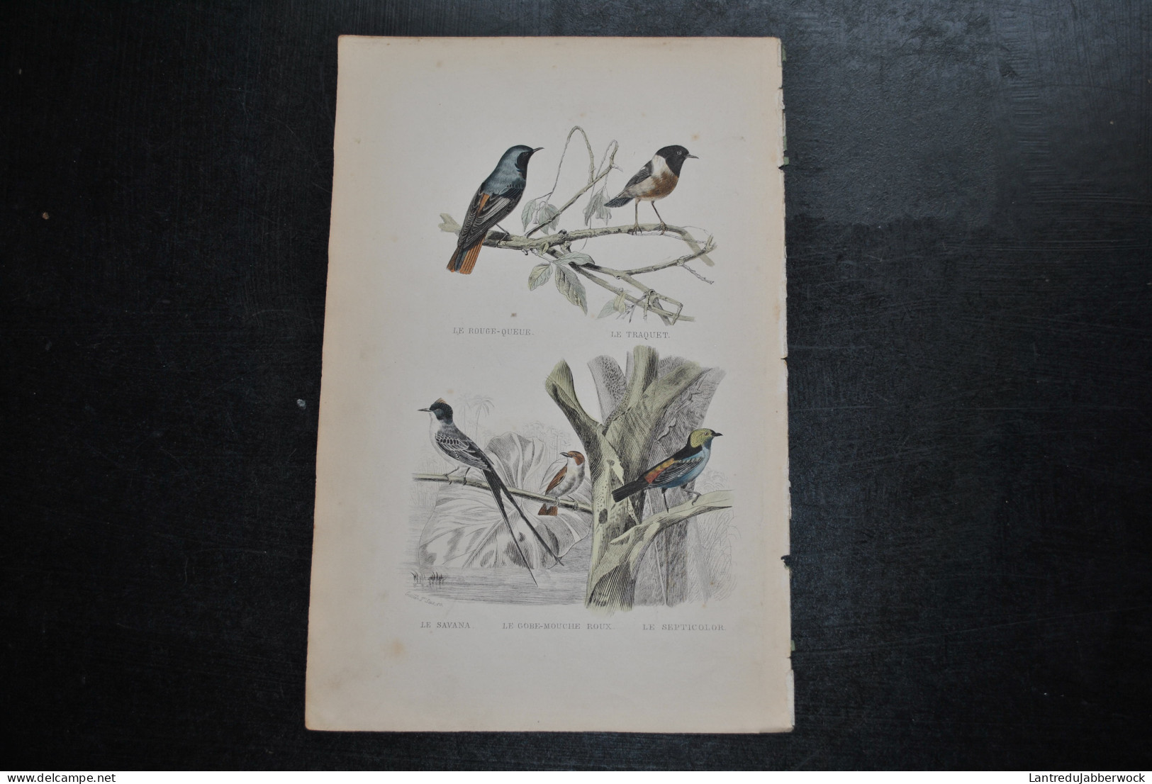 Gravure Couleurs (27,5 X 18) Buffon XIXè Le Rouge-queue Traquet Savana Gobe-mouche Roux Septicolor Oiseau Ornithologie - Estampes & Gravures