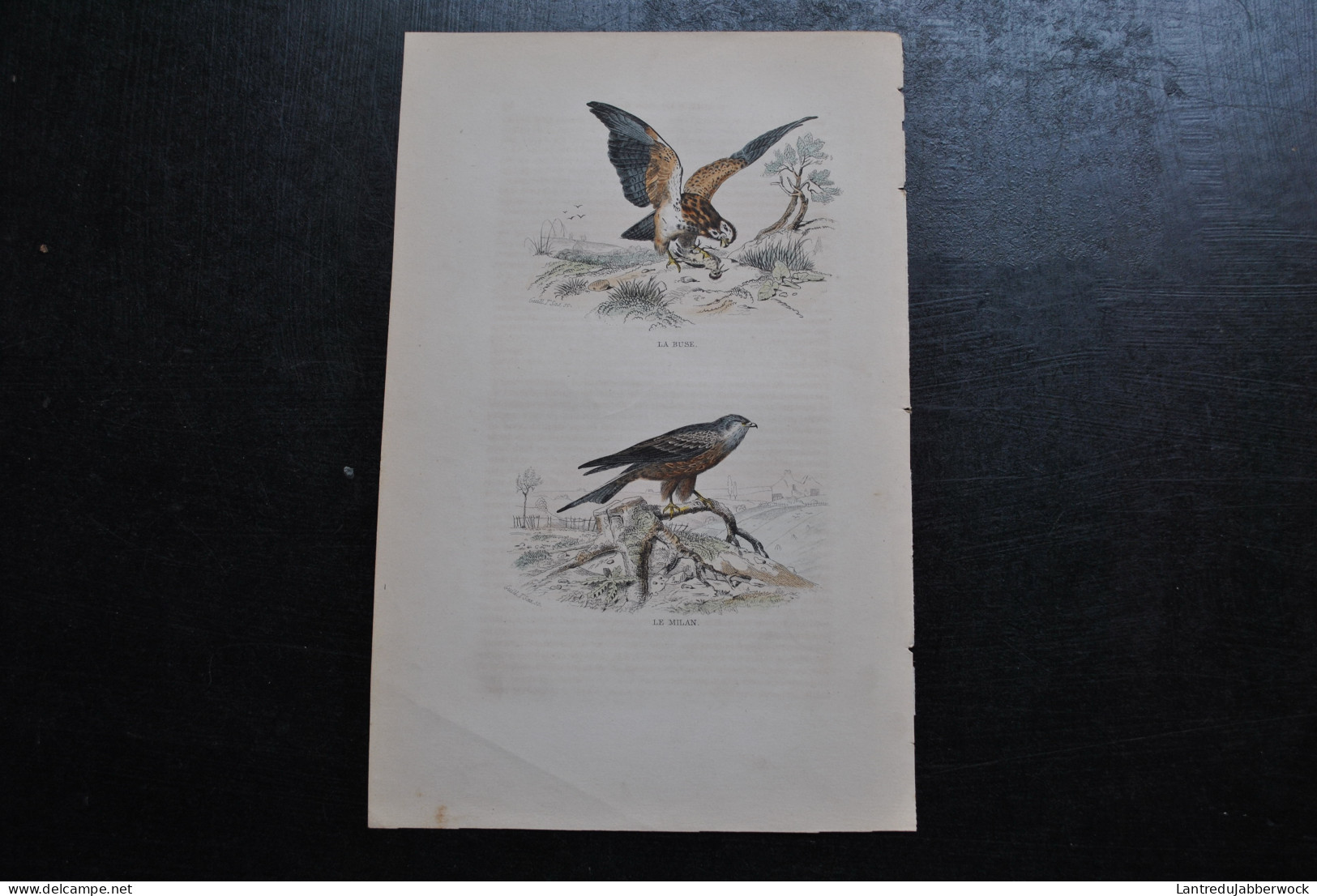 Gravure Couleurs (27,5 X 18 Cm) Buffon XIXè La Buse Le Milan Rapace Oiseau Ornithologie - Estampes & Gravures