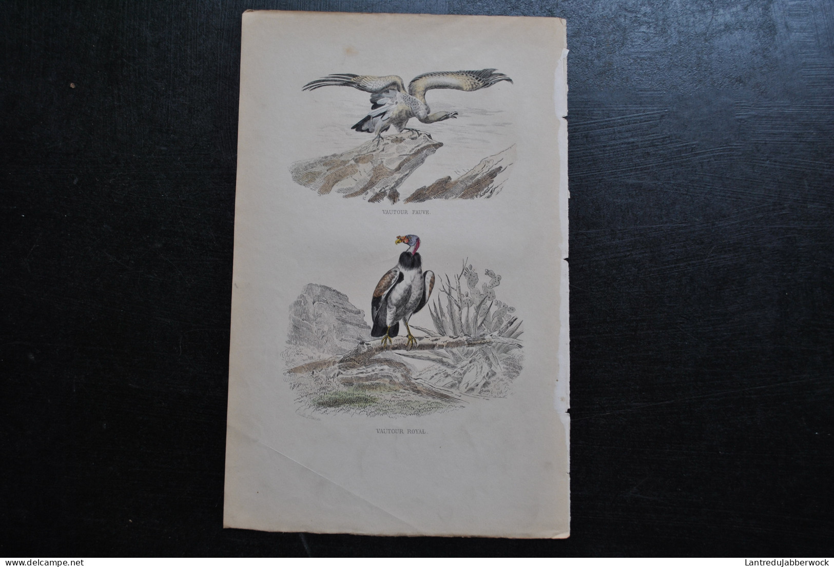 Gravure Couleurs (27,5 X 18 Cm) Buffon XIXè Le Vautour Fauve Le Vautour Royal Rapace Oiseau Ornithologie - Estampes & Gravures