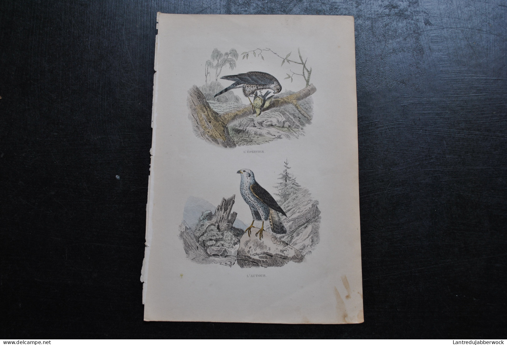 Gravure Couleurs (27,5 X 18 Cm) Buffon XIXè L'épervier L'autour Rapace Oiseau Ornithologie - Estampes & Gravures