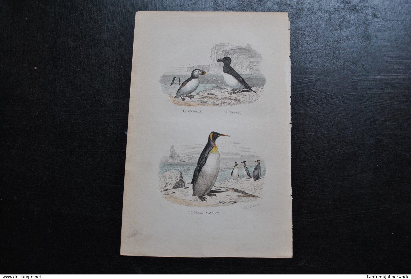 Gravure Couleurs (27,5 X 18 Cm) Buffon XIXè Le Macareux Le Pingoin Le Grand Manchot Ornithologie Pinguin Oiseau - Estampes & Gravures