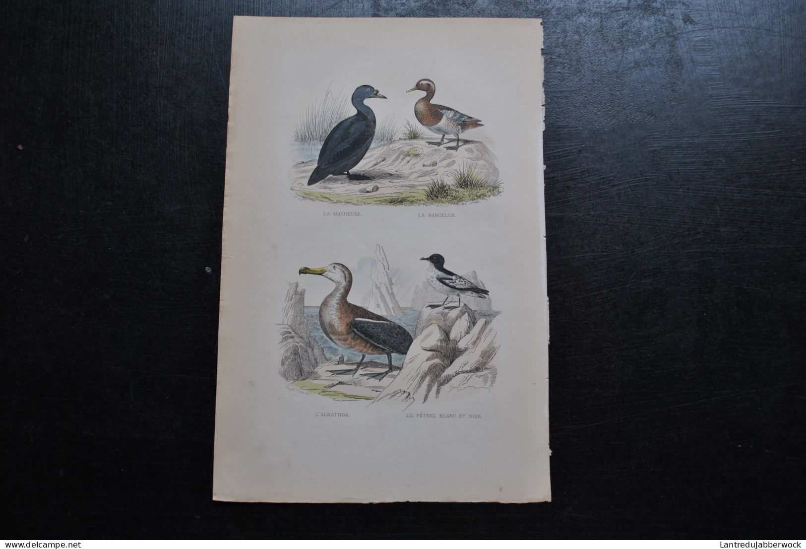 Gravure Couleurs (27,5 X 18 Cm) Buffon XIXè La Macreuse La Sarcelle L'albatros Le Pétrel Blanc Et Noir Ornithologie - Estampes & Gravures