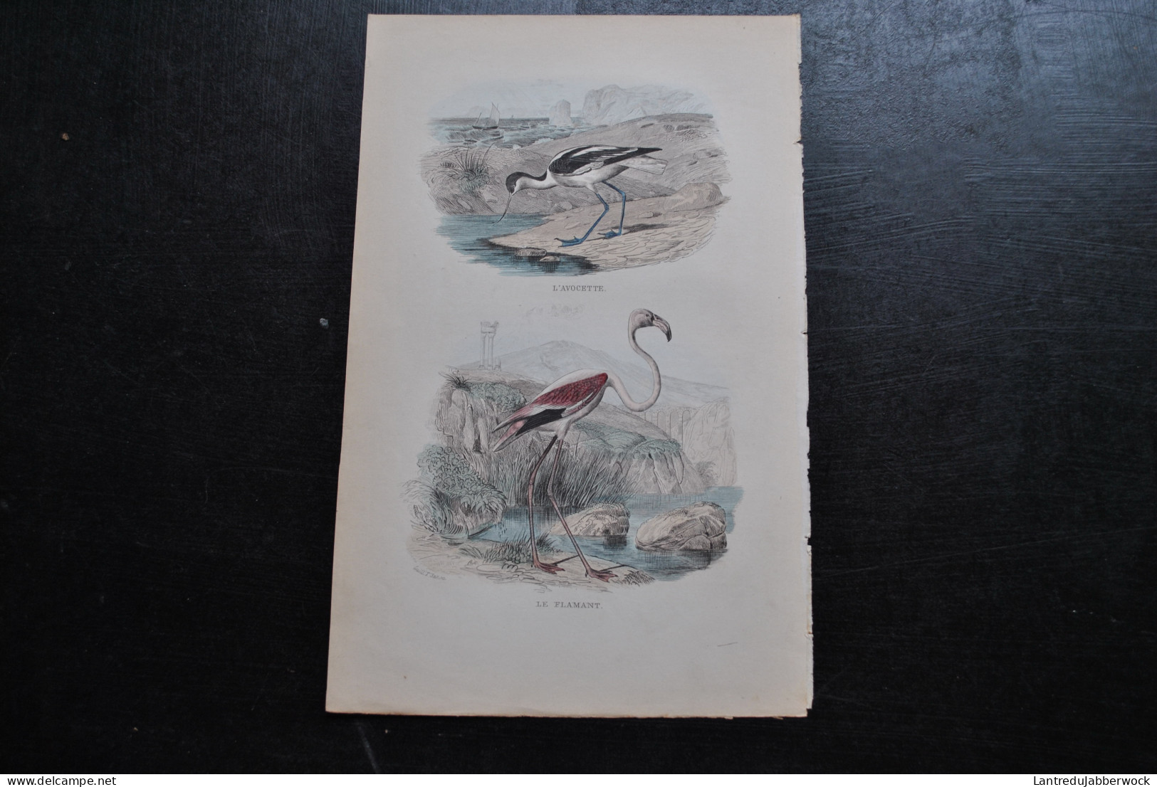 Gravure Couleurs (27,5 X 18 Cm) Buffon XIXè L'avocette Le Flamant Rose Ornithologie Oiseau échassier - Estampes & Gravures