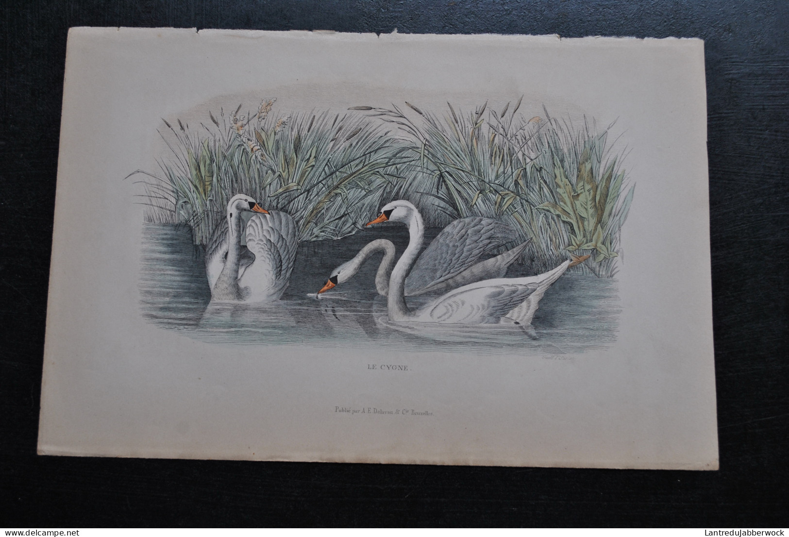 Gravure Couleurs (27,5 X 18 Cm) Buffon XIXè Le Cygne Ornithologie Publié Par A.E. DELAVAU & Cie Bruxelles - Estampes & Gravures