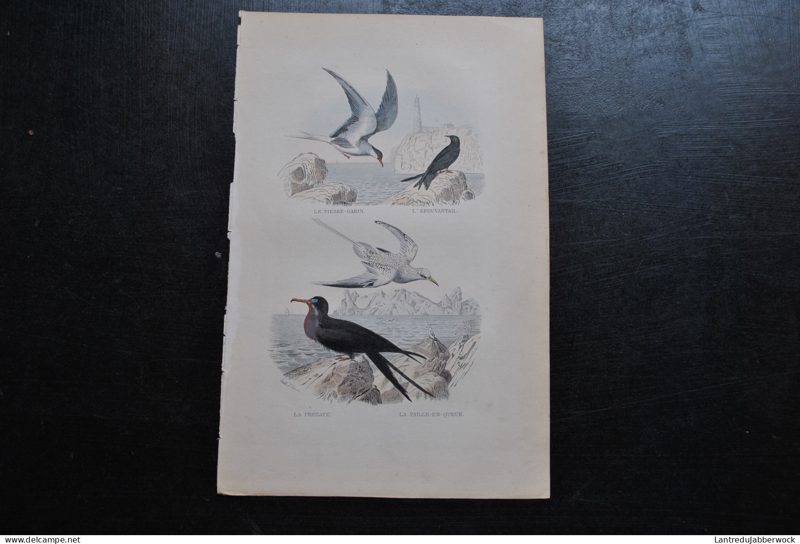 Gravure Couleurs (27,5 X 18 Cm) Buffon XIXè Le Pierre-Garin L'épouvantail La Frégate La Paille-en-queue Ornithologie - Estampes & Gravures