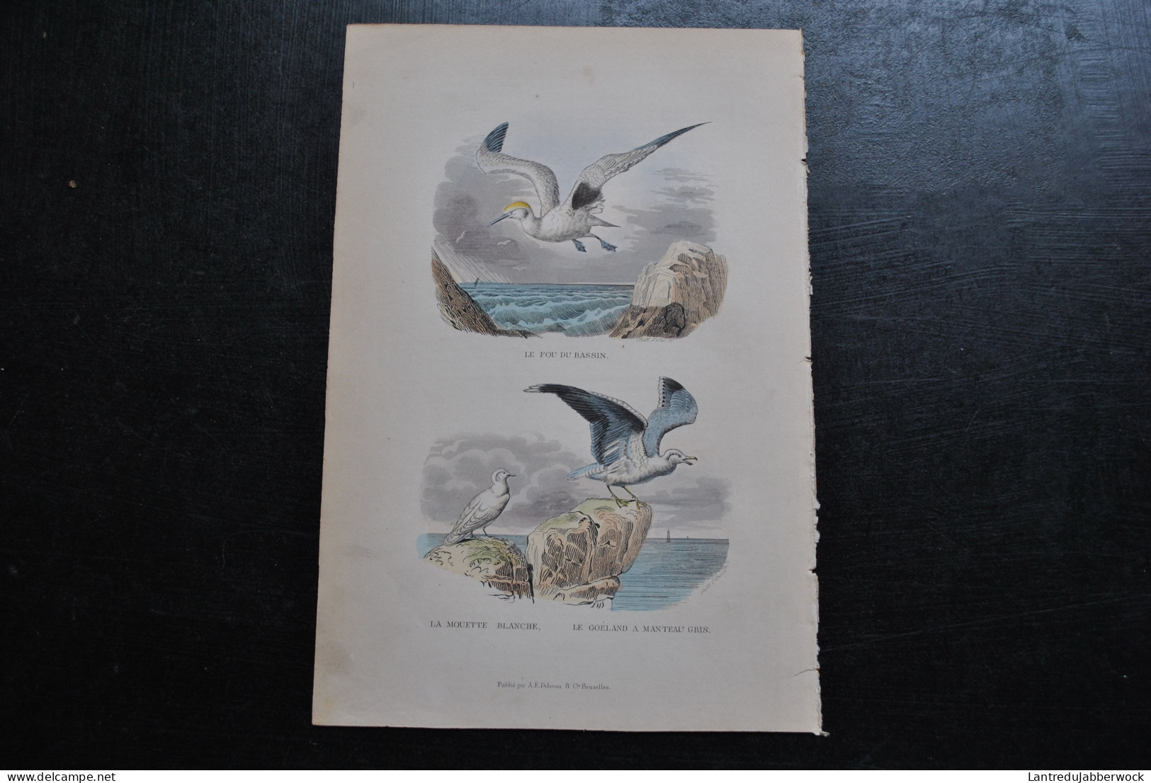 Gravure Couleurs (27,5 X 18) Buffon XIXè Le Fou De Bassin La Mouette Blanche Goéland à Manteau Gris Ornithologie Bassan - Estampes & Gravures