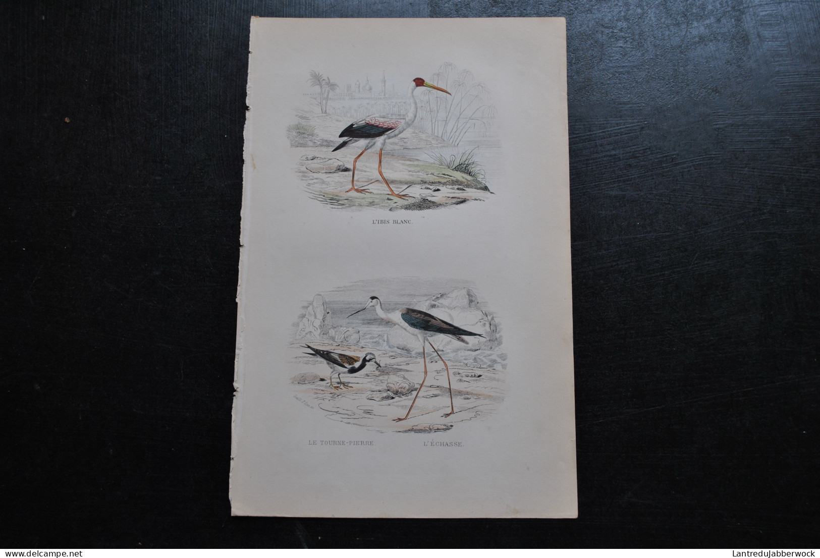 Gravure Couleurs (27,5 X 18) Buffon XIXè L'ibis Blanc Le Tourne-pierre L'échasse Ornithologie Oiseau D'eau échassier - Stampe & Incisioni