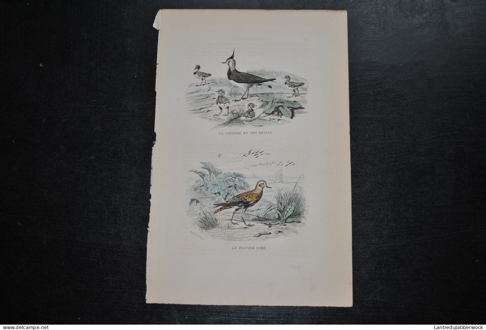 Gravure Couleurs (27,5 X 18) Buffon XIXè Le Vanneau Et Ses Petits Le Pluvier Doré Ornithologie Oiseau D'eau - Estampes & Gravures