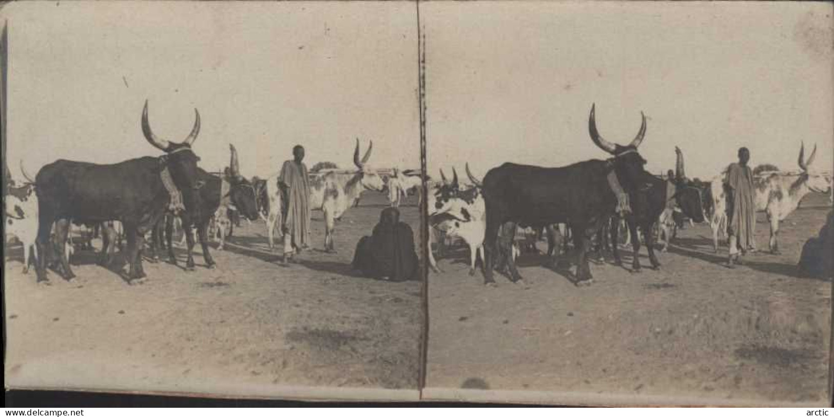 Photo Stéréoscopique Tchad Fort Lamy Bœuf Sur La Place Du Marché - Fotos Estereoscópicas