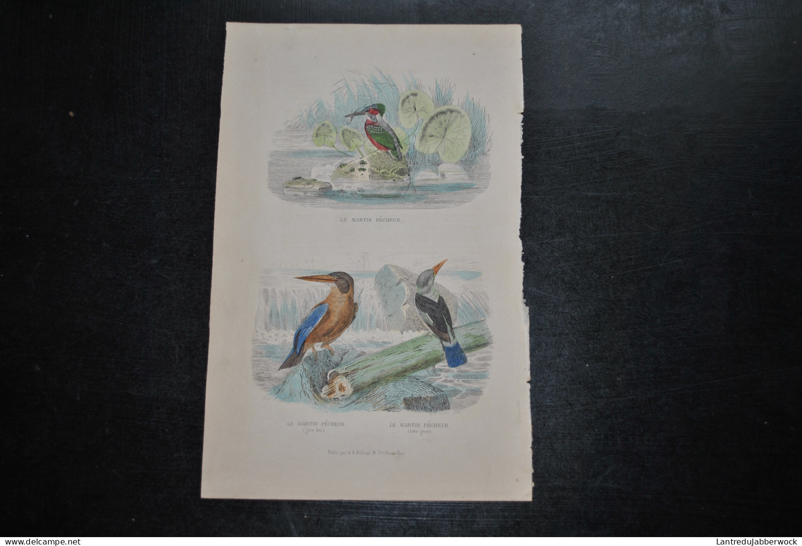 Gravure Couleurs (27,5 X 18) Buffon XIXè Le Martin Pêcheur Gros Bec Tête Grise Ornithologie Oiseau D'eau A.E DELAVAU Bxl - Stampe & Incisioni