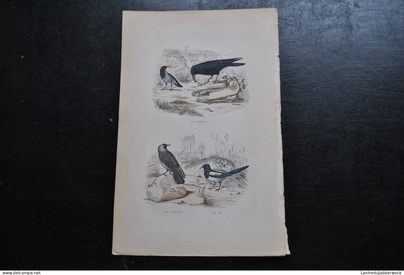 Gravure Couleurs (27,5 X 18 Cm) Buffon XIXè Le Corbeau Le Choucas La Pie Ornithologie Oiseau Décor De Chateau Et Crâne - Stampe & Incisioni