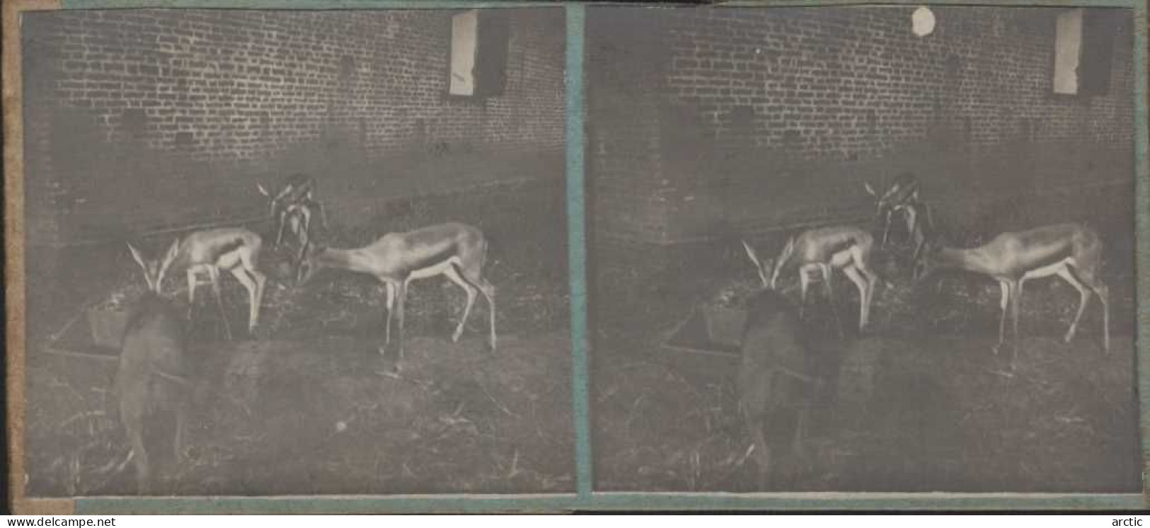 Photo Stéréoscopique Tchad Fort Antilopes Et Phacochère - Stereoscopio