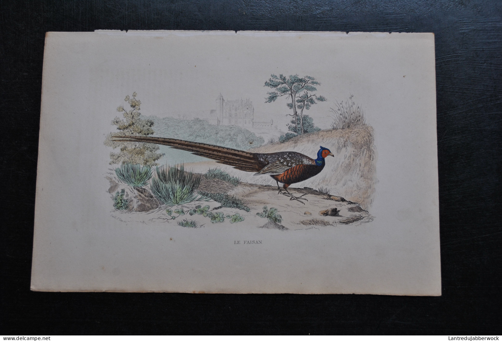 Gravure Couleurs (27,5 X 18 Cm) Buffon XIXè Le Faisan Ornithologie Décor De Château - Stampe & Incisioni