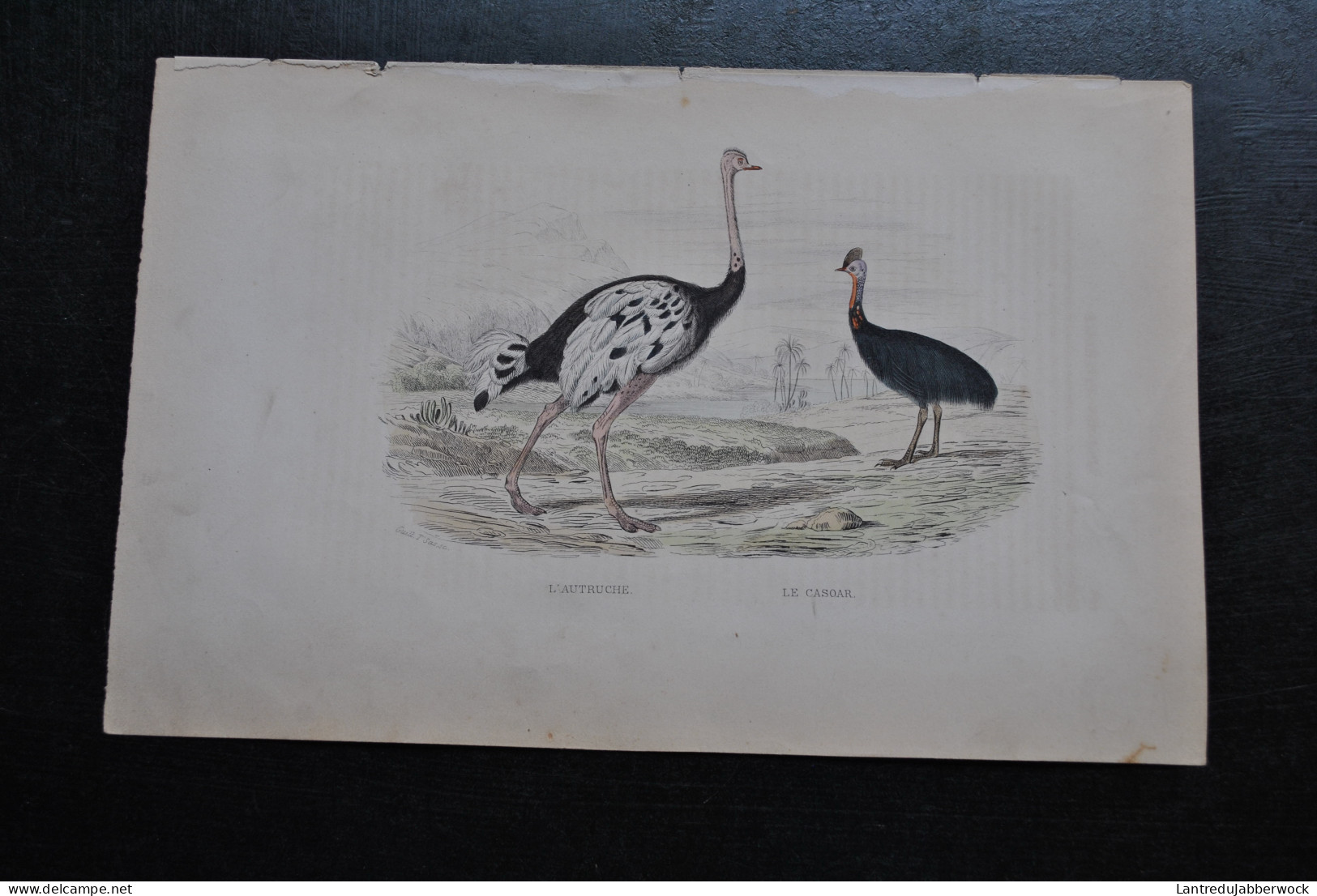 Gravure Couleurs (27,5 X 18) Buffon XIXè L'autruche Le Casoar Ornithologie Oiseau Coureur - Stampe & Incisioni