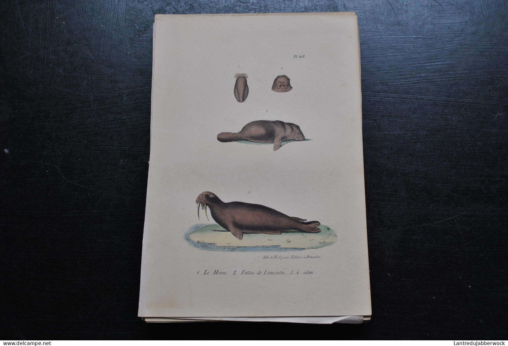 Gravure Couleurs (23 X 16) Buffon Le Morse Foetus De Lamentin Océan Cabinet De Curiosités Lejeune Bruxelles 1833 - Estampes & Gravures