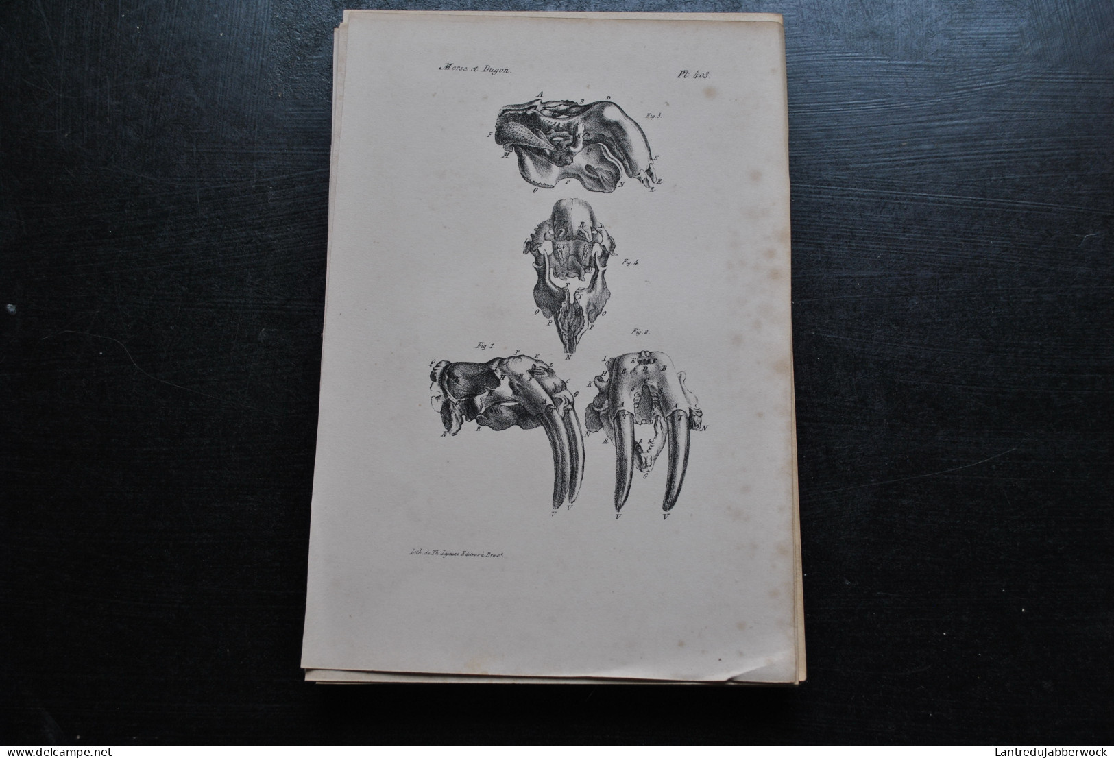 Gravure N&B (23 X 16) Buffon Squelette Crâne De Morse Et Dugon Défenses Cabinet De Curiosités Lejeune Bruxelles 1833 - Prenten & Gravure