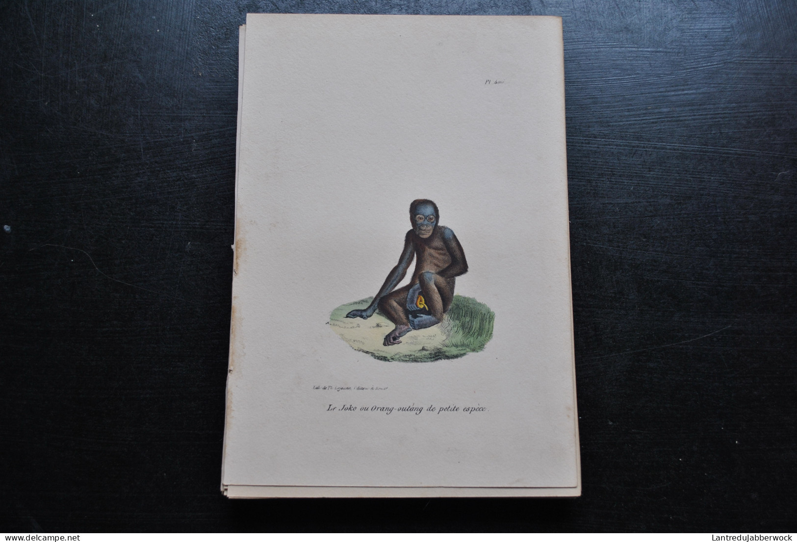 Gravure Couleurs (23 X 16) Buffon Joko Ou Orang-Outang Primate Singe Jocko Cabinet De Curiosités Lejeune Bruxelles 1833 - Prenten & Gravure