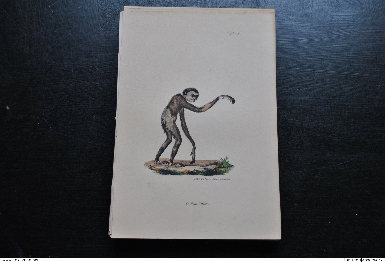 Gravure Couleurs (23 X 16 Cm) Buffon Le Petit Gibbon Gibon Primate Singe Cabinet De Curiosités Lejeune Bruxelles 1833 - Stiche & Gravuren
