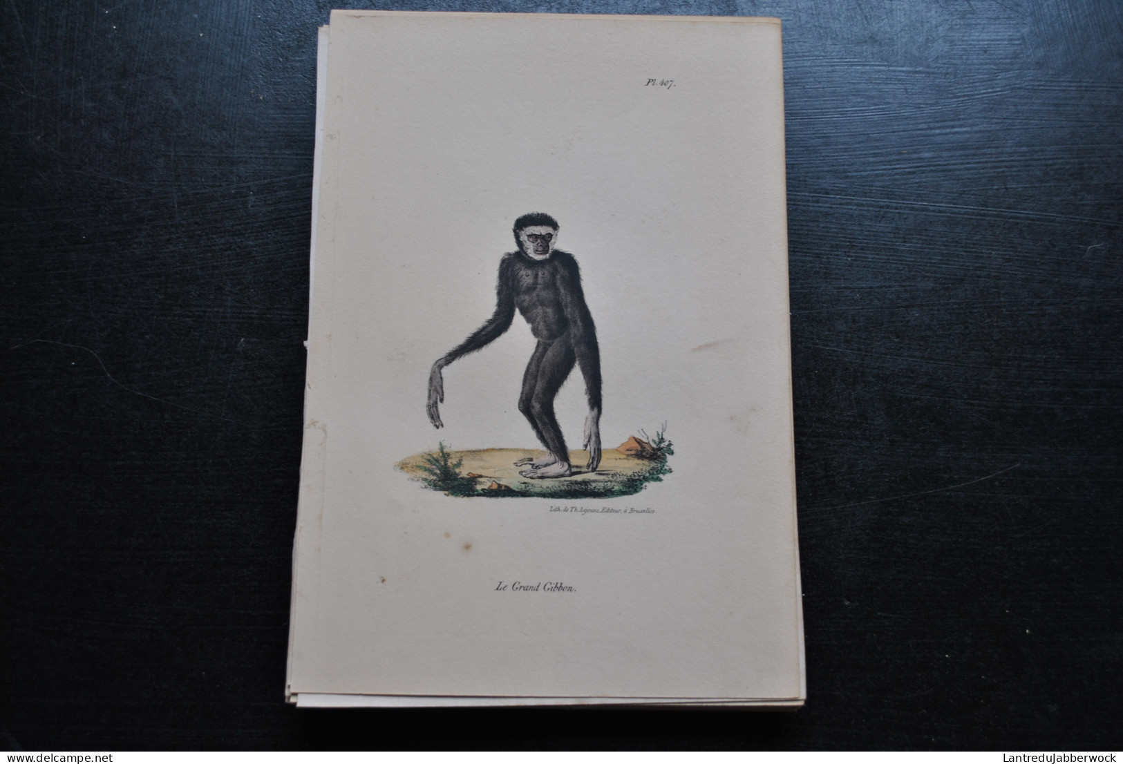 Gravure Couleurs (23 X 16 Cm) Buffon Le Grand Gibbon Gibon Primate Singe Cabinet De Curiosités Lejeune Bruxelles 1833 - Estampas & Grabados