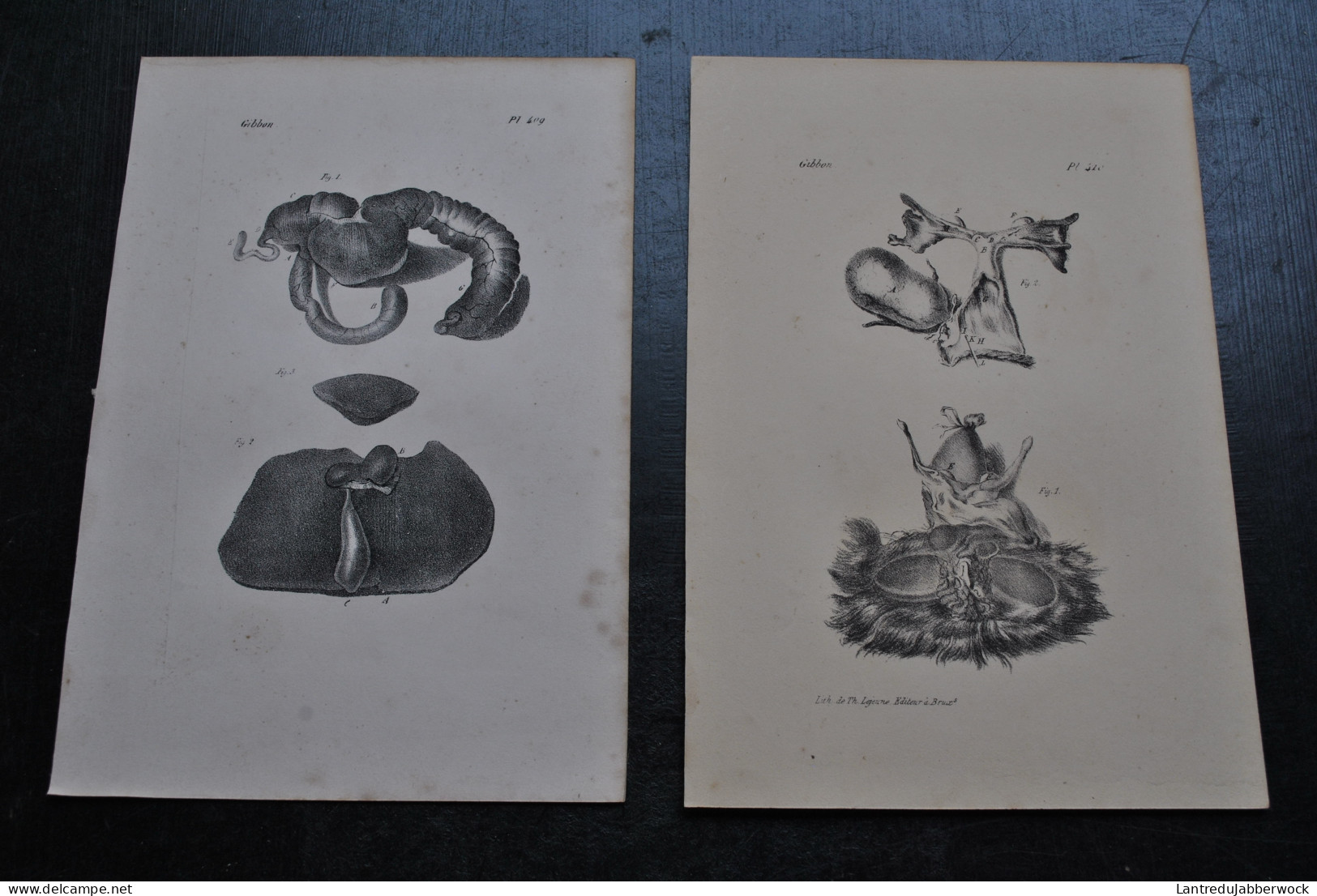 2 Gravures N&B (23 X 16 Cm) Buffon Gibbon Gibon Viscères Primate Singe Cabinet De Curiosités Lejeune Bruxelles 1833 - Stiche & Gravuren