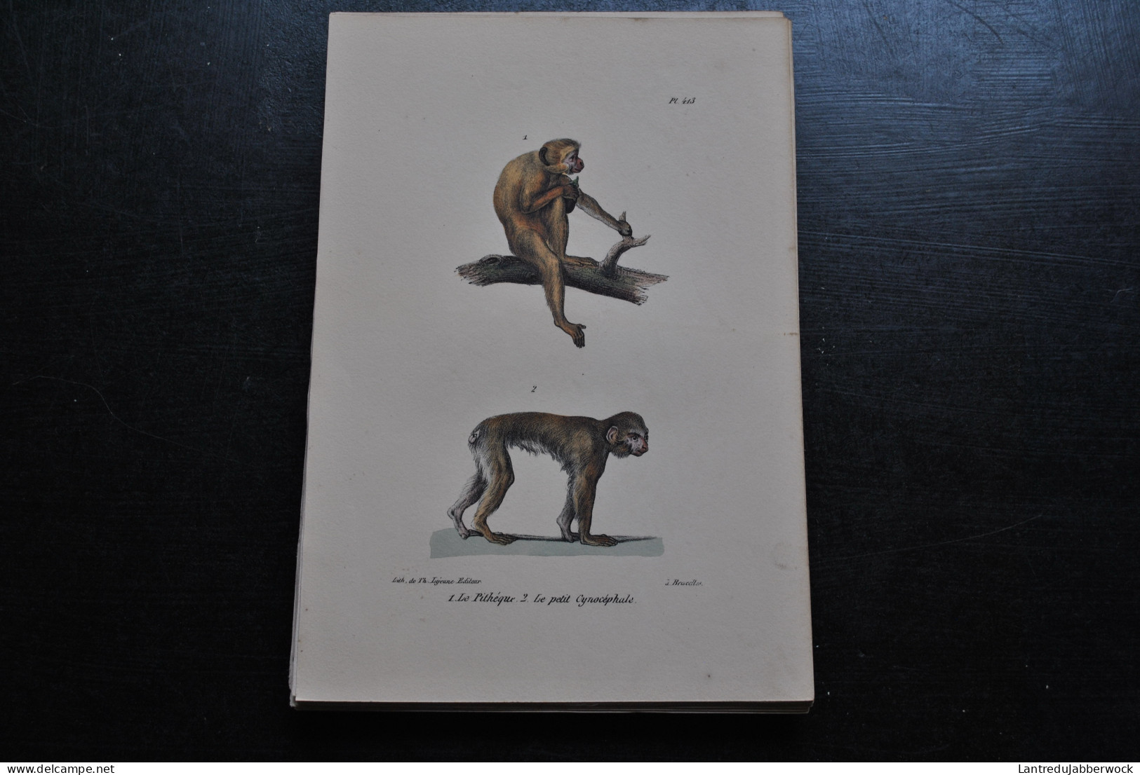Gravure Couleurs (23 X 16) Buffon Pithèque Petit Cynocéphale Primate Singe Cabinet De Curiosités Lejeune Bruxelles 1833 - Estampes & Gravures