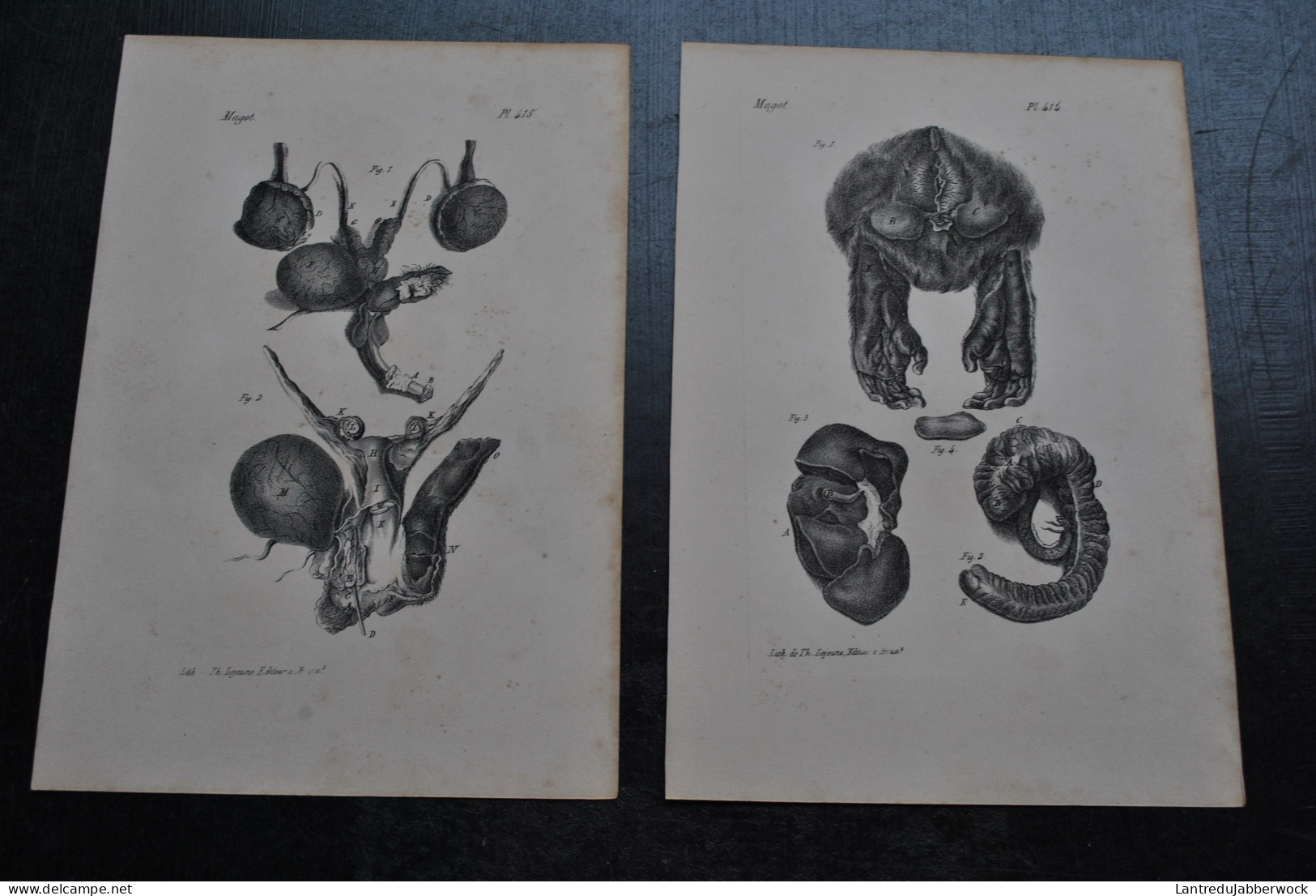 2 Gravures N&B (23 X 16) Buffon Magot Viscères Verge Pattes Primate Singe Cabinet De Curiosités Lejeune Bruxelles 1833 - Prints & Engravings