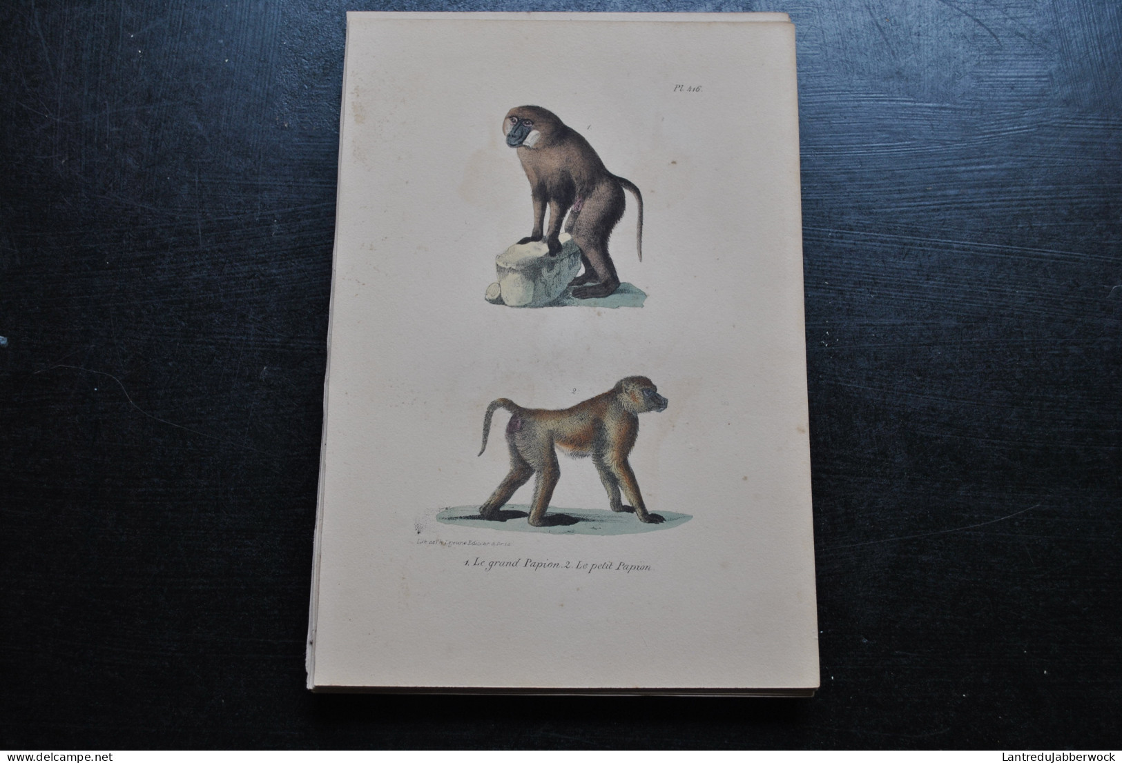 Gravure Couleurs (23 X 16) Buffon Papion Primate Singe Mandrill Babouin Cabinet De Curiosités Lejeune Bruxelles 1833 - Stiche & Gravuren