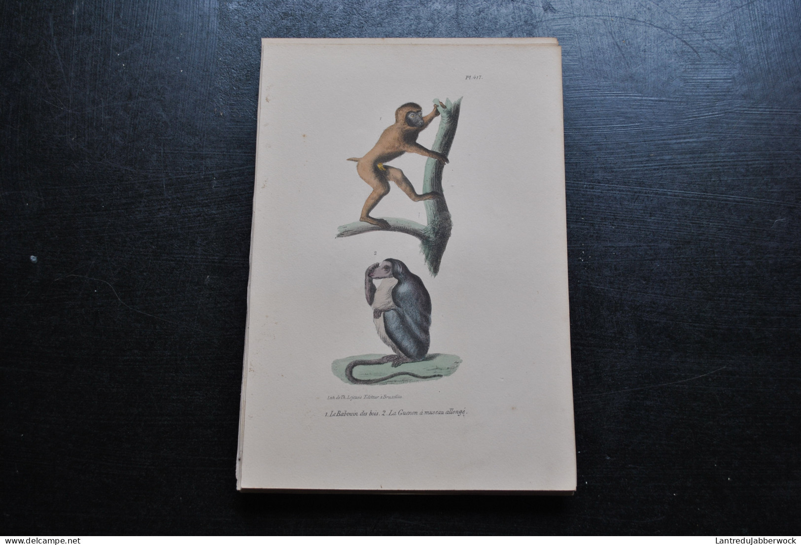 Gravure Couleurs (23 X 16) Buffon Babouin Des Bois Guenon Primate Singe Cabinet De Curiosités Lejeune Bruxelles 1833 - Estampes & Gravures