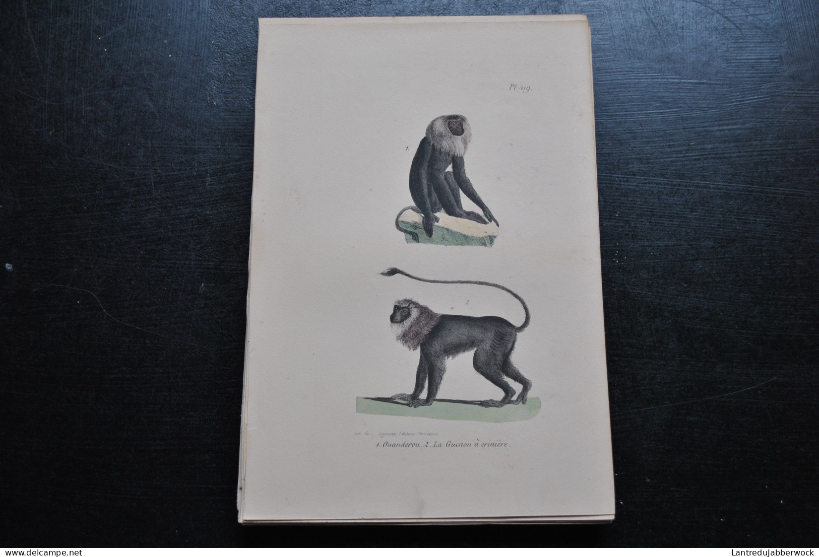 Gravure Couleurs (23 X 16) Buffon Ouanderou Guenon à Crinière Primate Singe Cabinet De Curiosités Lejeune Bruxelles 1833 - Prenten & Gravure