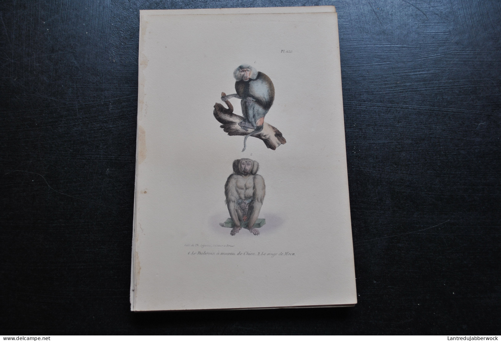 Gravure Couleurs (23 X 16) Buffon Babouin à Museau De Chien Primate Singe De Moco Cabinet De Curiosités Lejeune Bxl 1833 - Stiche & Gravuren