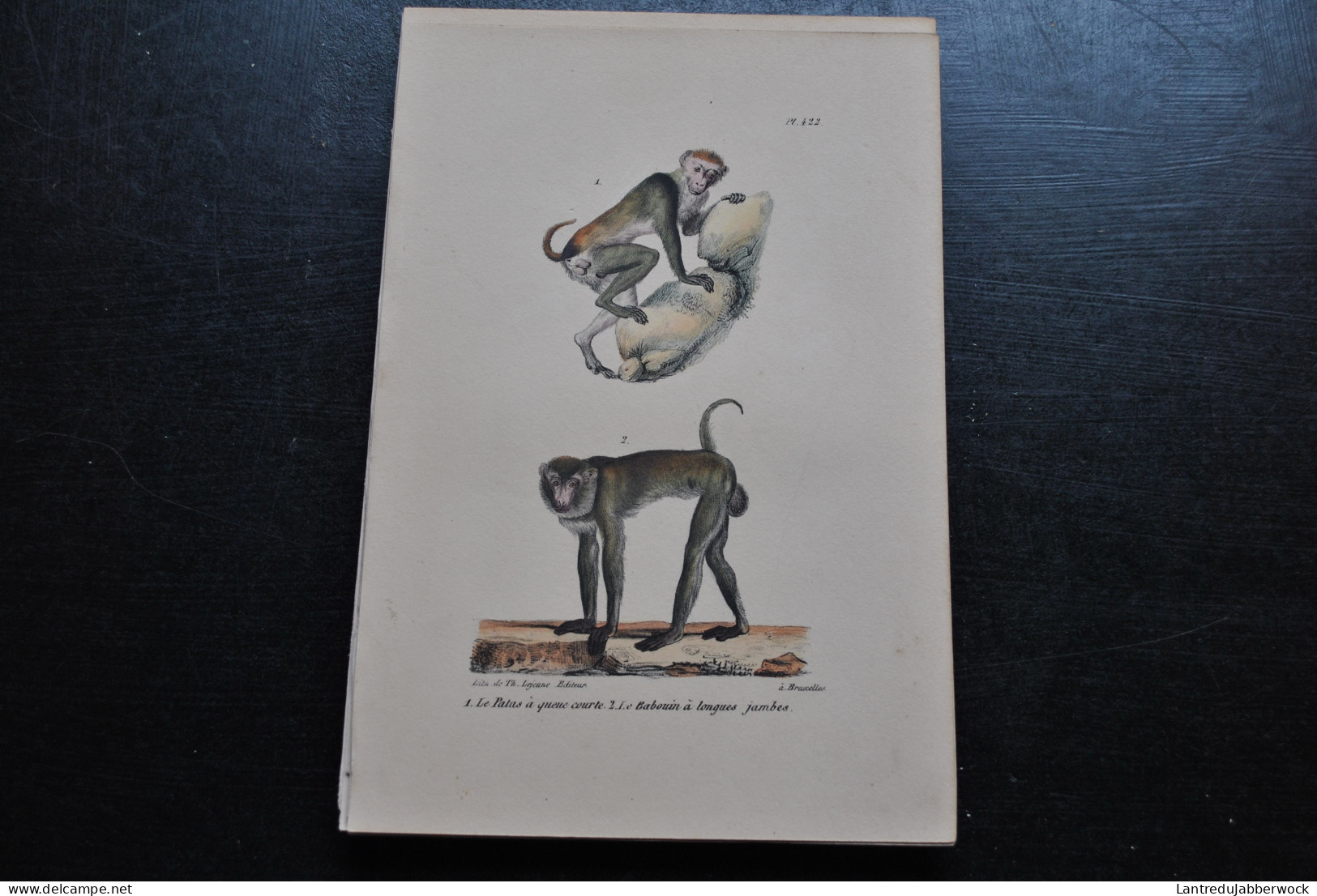 Gravure Couleurs (23 X 16) Buffon Patas à Queue Courte Babouin Primate Singe Cabinet De Curiosités Lejeune Bxl 1833 - Prenten & Gravure