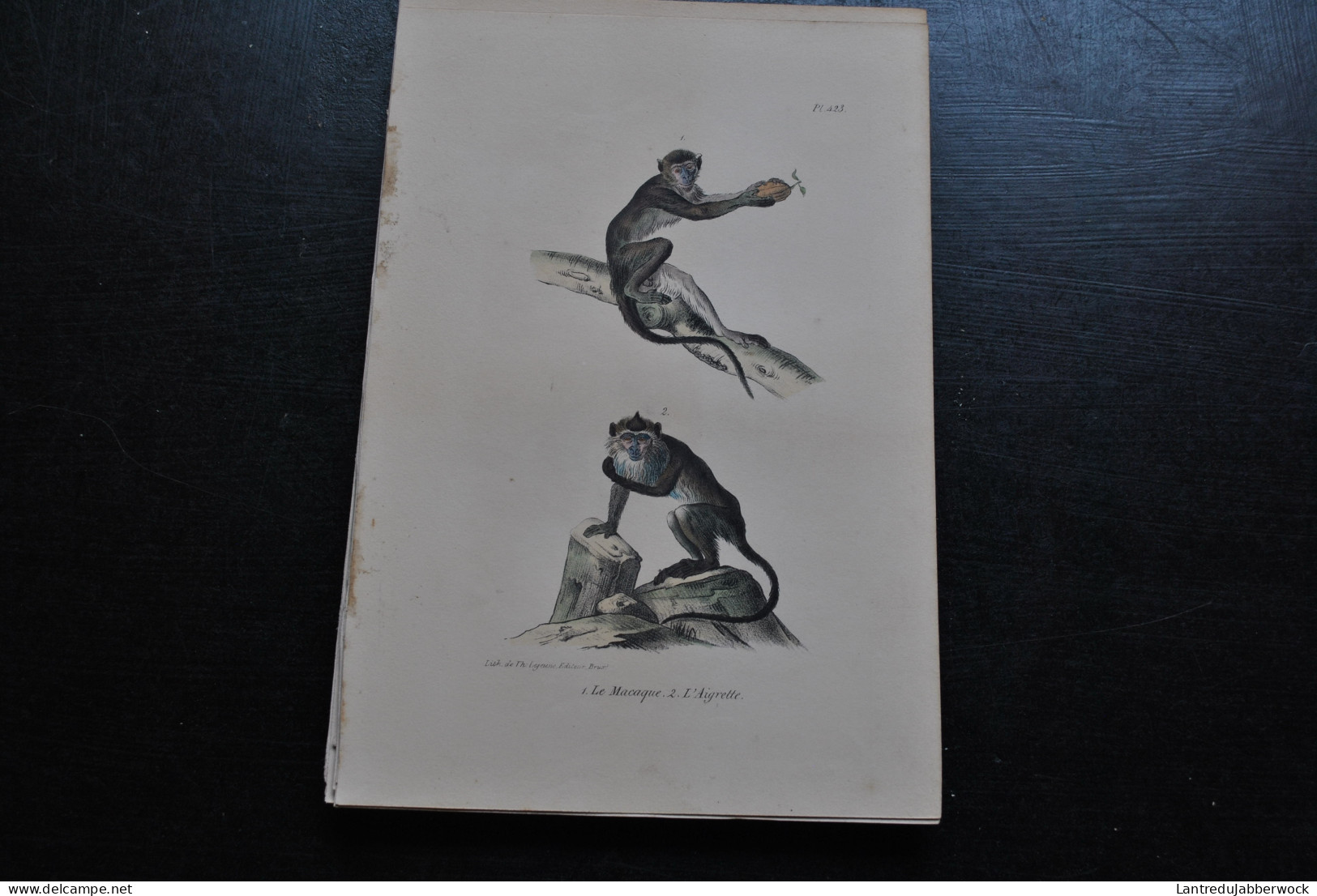 Gravure Couleurs (23 X 16) Buffon Le Macaque L'Aigrette Primate Singe Cabinet De Curiosités Lejeune Bruxelles 1833 - Estampas & Grabados
