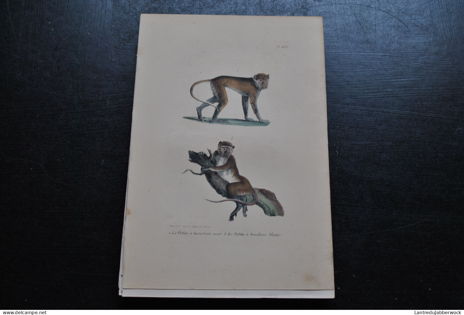 Gravure Couleurs (23 X 16) Buffon Patas à Bandeau Noir Blanc Primate Singe Cabinet De Curiosités Lejeune Bruxelles 1833 - Stiche & Gravuren