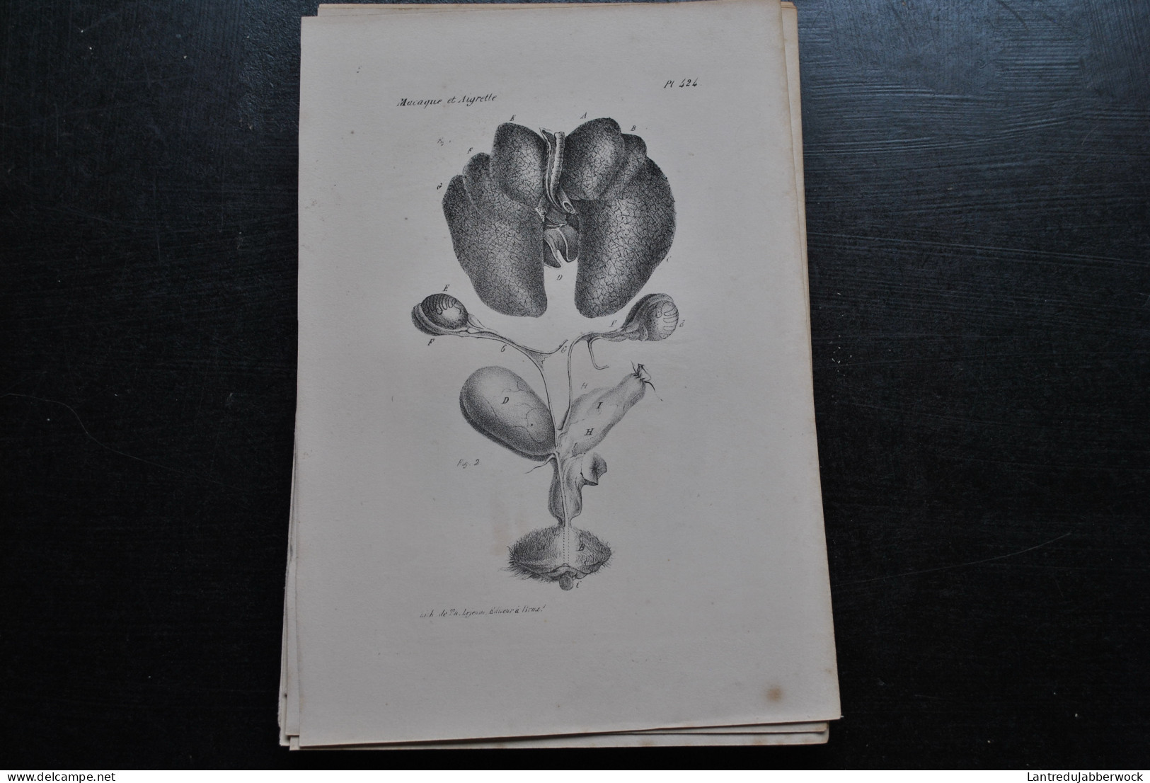 Gravure N&B (23 X 16 Cm) Buffon Macaque Et Aigrette Viscères Poumons Cabinet De Curiosités Lejeune Bruxelles 1833 - Estampes & Gravures
