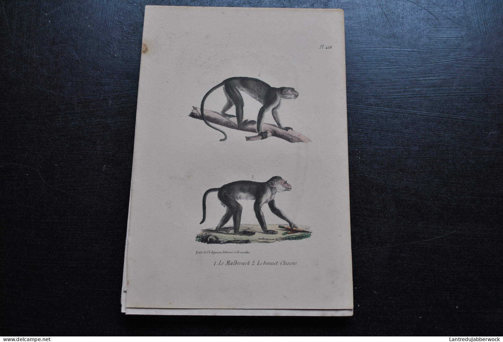 Gravure Couleurs (23 X 16) Buffon Le Malbrouck Bonnet Chinois Primate Singe Cabinet De Curiosités Lejeune Bruxelles 1833 - Estampas & Grabados