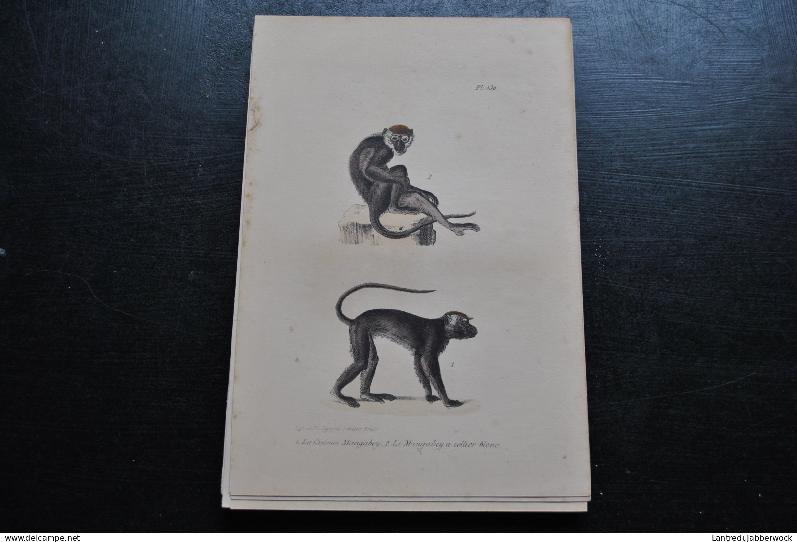 Gravure Couleurs (23 X 16) Buffon Guenon Mangabey à Collier Primate Singe Cabinet De Curiosités Lejeune Bruxelles 1833 - Prenten & Gravure