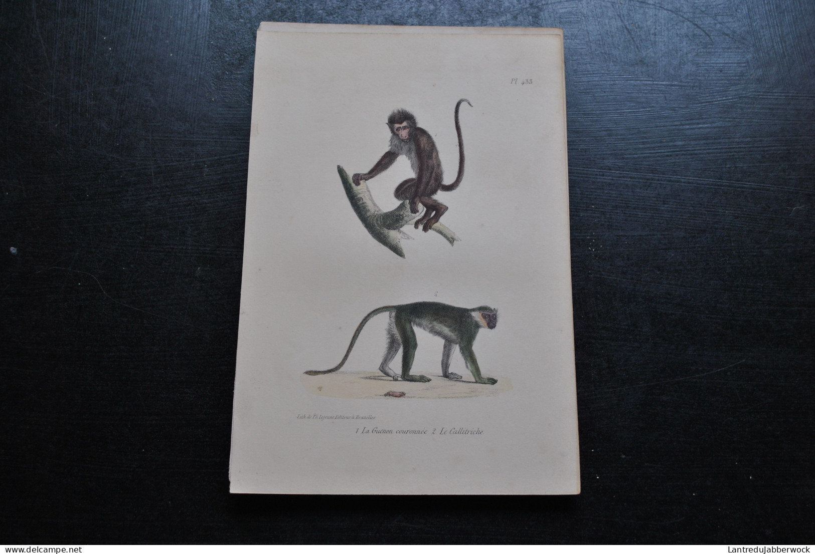 Gravure Couleurs (23 X 16) Buffon Guenon Couronnée Le Callitriche Primate Singe Cabinet De Curiosités Lejeune Bxl 1833 - Stampe & Incisioni